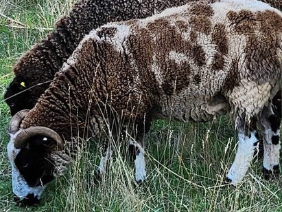 Sheep grazing in a grassy field