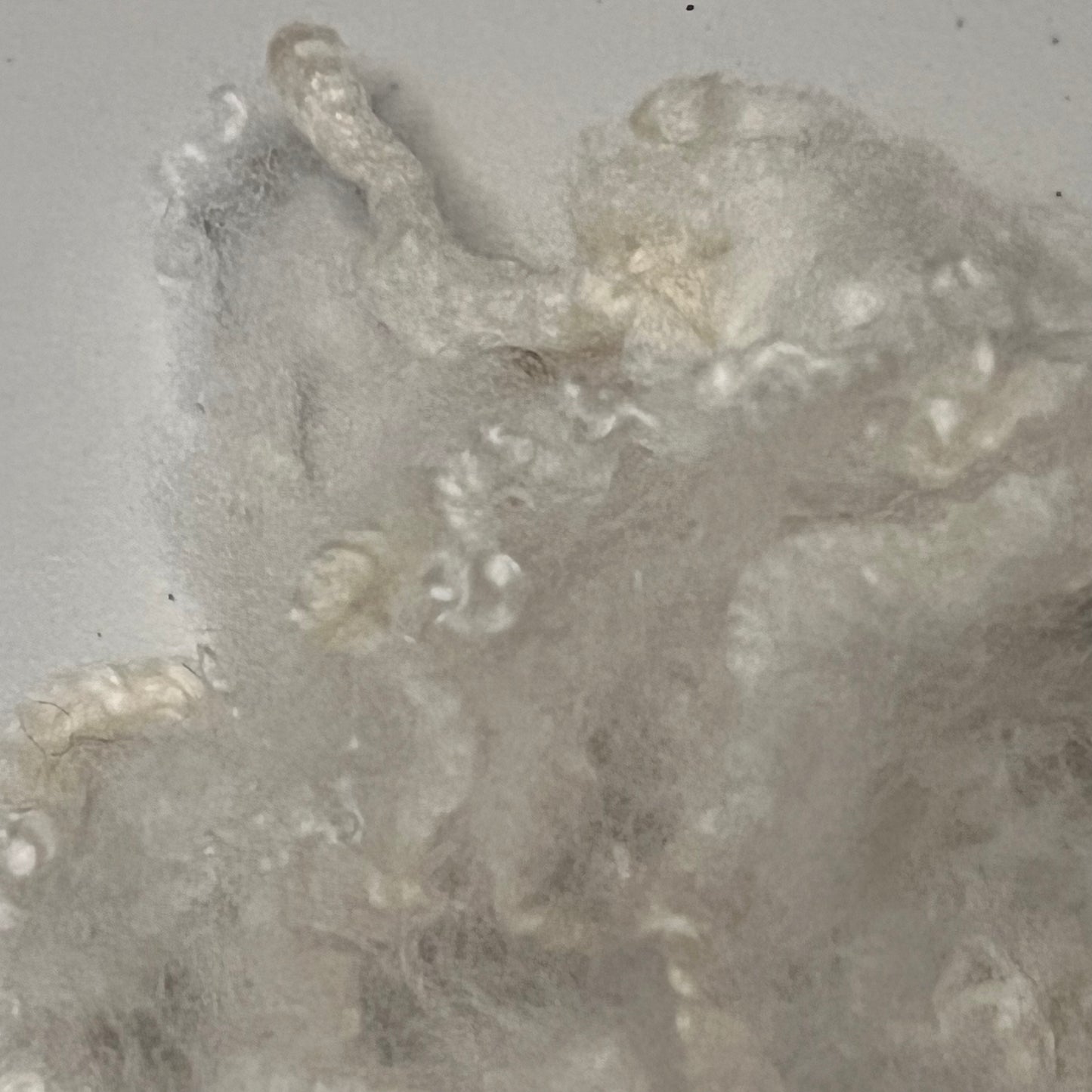 Natural White Delight - Premium Mixed Long Breed Sheep's Wool by the Ounce