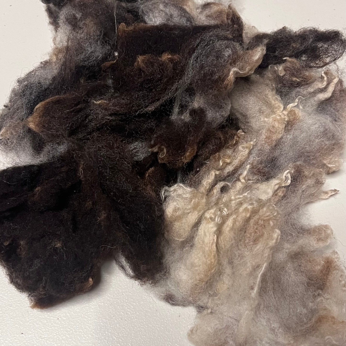 Jacob Sheep Fiber – 1 oz, Naturally Spotted & Soft