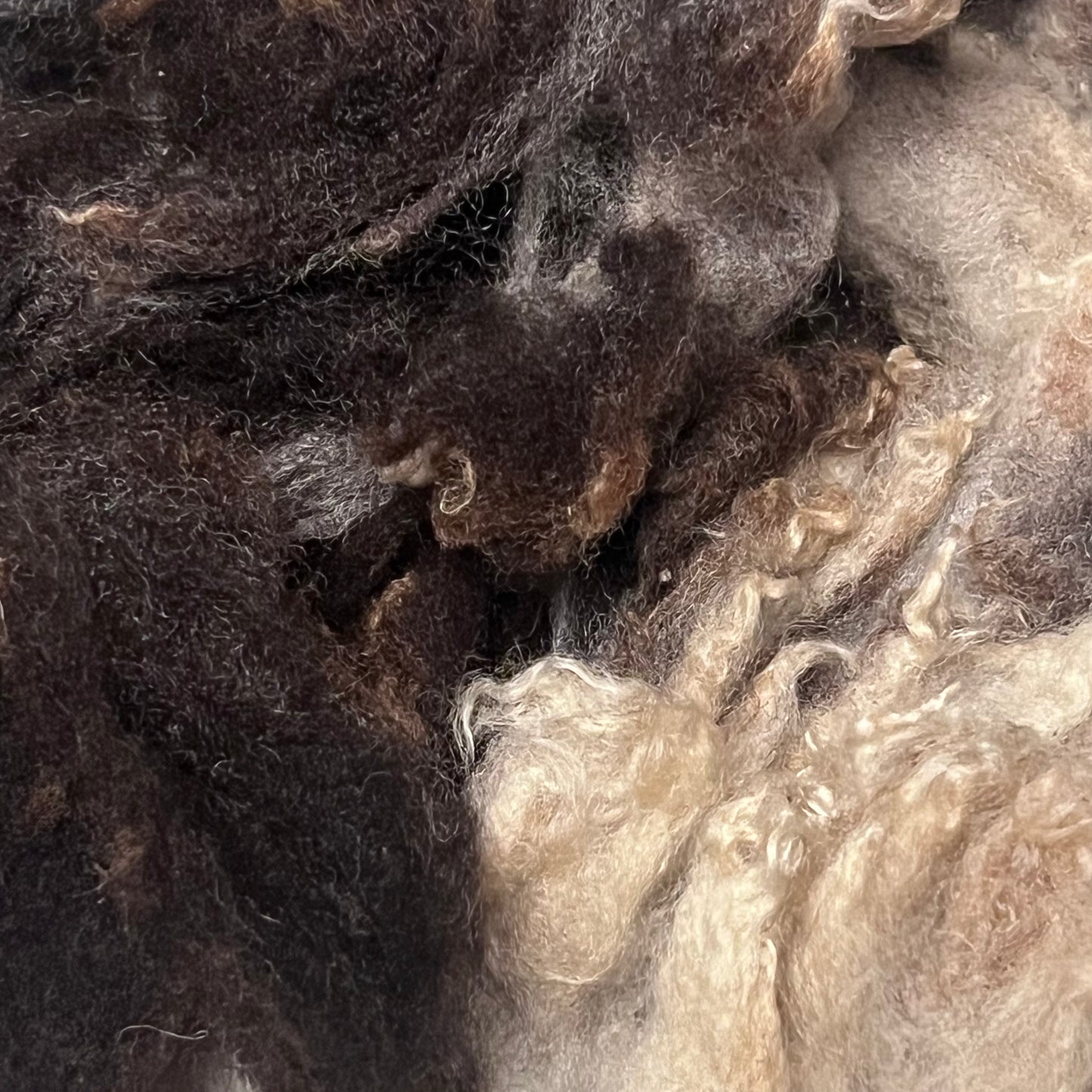 Jacob Sheep Fiber – 1 oz, Naturally Spotted & Soft